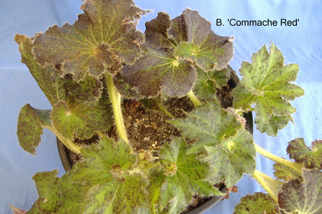 B. ‘Comanchee Red’